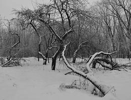 verwilderten Garten / ***