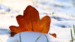 / Red snow.