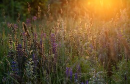 Sommernacht / ***