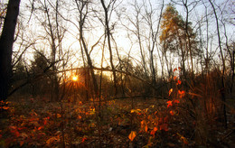 Morgen November / ***