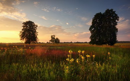 Sommerwiese / ***