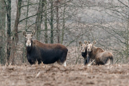 Lustige Familie / ***