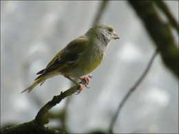 Vogel / ***