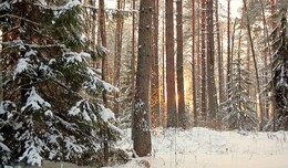 Winterabend im Wald / ***