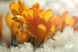 Spring mood ... / ***