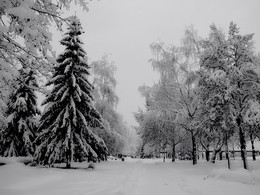 Im Winter Park ... / ***