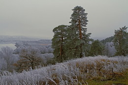 Pines / ***