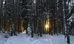 Golden Sunset / ***