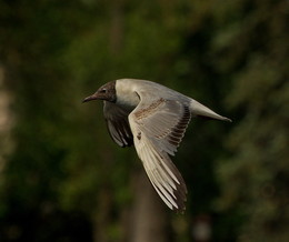 Flug / ***