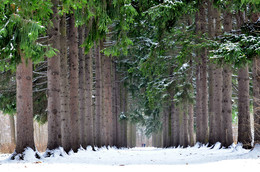 Bäume / ***