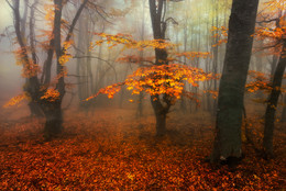 Autumn Gold / ***