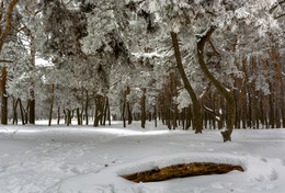 Winterwald / ***