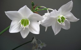  / Eucharis in bloom