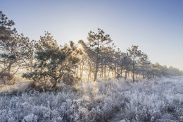 Frost und Sonne / ***