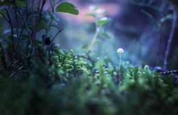 Taschenlampe / ***