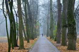 Nebel im Park / ***