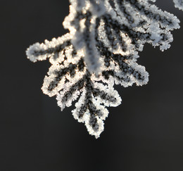 Bitter kalt. / Frost.