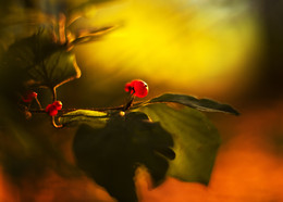 Berry / ***
