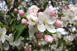 Apfelblüte / ***