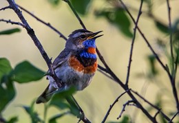 Blaukehlchen / ***