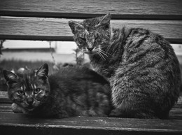 owners of the street / No comments.