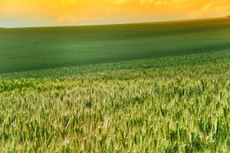 Sommer-Thema / ***
