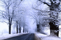 Nebel / ***