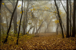 in den herbstlichen Wald / ***