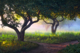 Abendnebel / ***