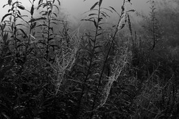 Hinterhalt / ***