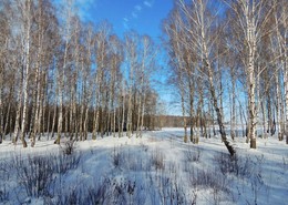 Birchwood / ***