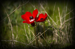 Anemonen / ***