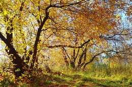 Herbst / ***
