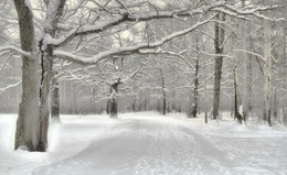 Winterwald / ***