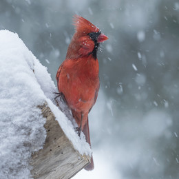  / Northern Cardinal (male)