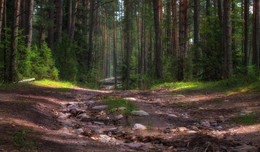 Über den Sommer in den Wäldern / ***