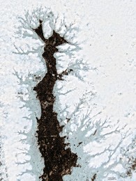 Tree of Life / ***