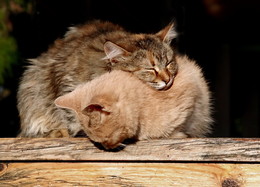Das ist die Liebe / ***