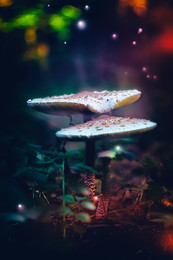  / ***