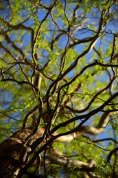 Frühling. / ***