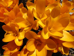 Krokusse / ***