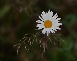 Bald wird der Sommer ... / " " "
