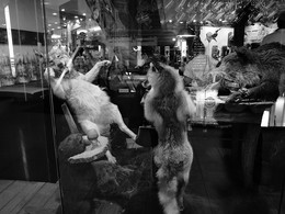 Durch das Glas / ***