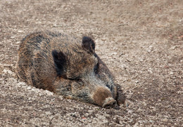 WILDSCHWEIN / Ein Wildschwein im Reinhardswald. Es war schon ein komisches Gefühl, diesem Eber so nahe zu sein !