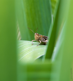 Heuschrecke im Gras saß / ***