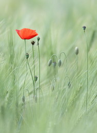 Mohn / Bis auf den Schnitt ist diese Aufnahme unbearbeitet.
Mir gefiel die zarte Farbgebung.