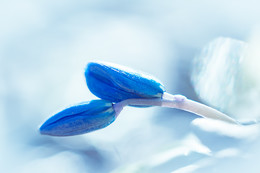 blue / ***
