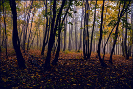 in den herbstlichen Wald / ***