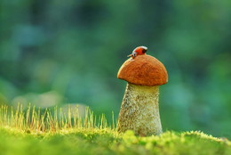 Orange-Schutzkappe Boletus / ***