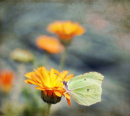 Schmetterling / ***